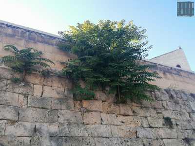 Alzando lo sguardo � inoltre ben visibile un grande rigonfiamento del muro, dovuto alle ingombranti radici di arbusto che sta crescendo proprio a ridosso del parapetto superiore